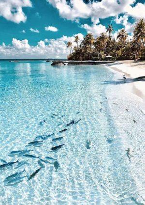 The Clear Natural Water of the Ocean and a White Sand Beach